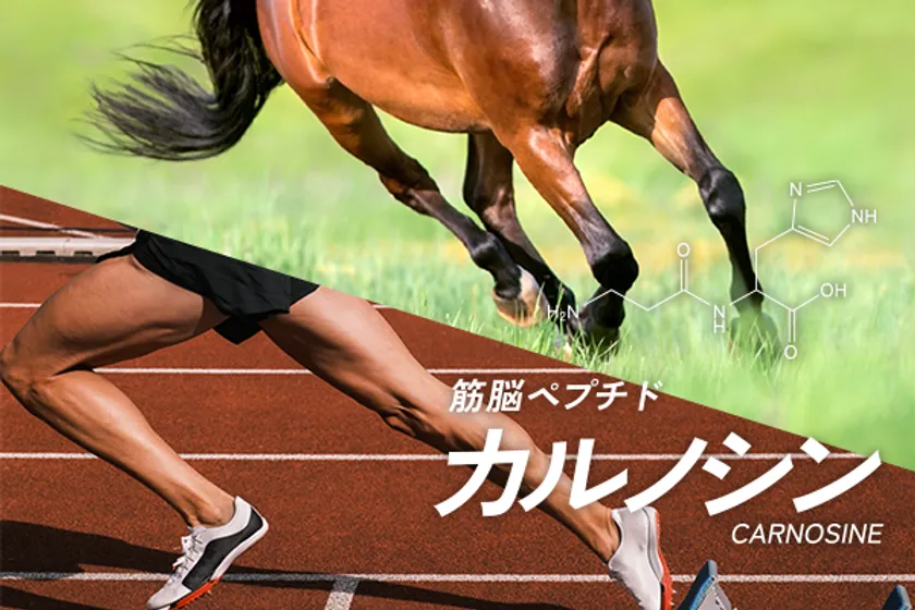 筋脳ペプチド カルノシン