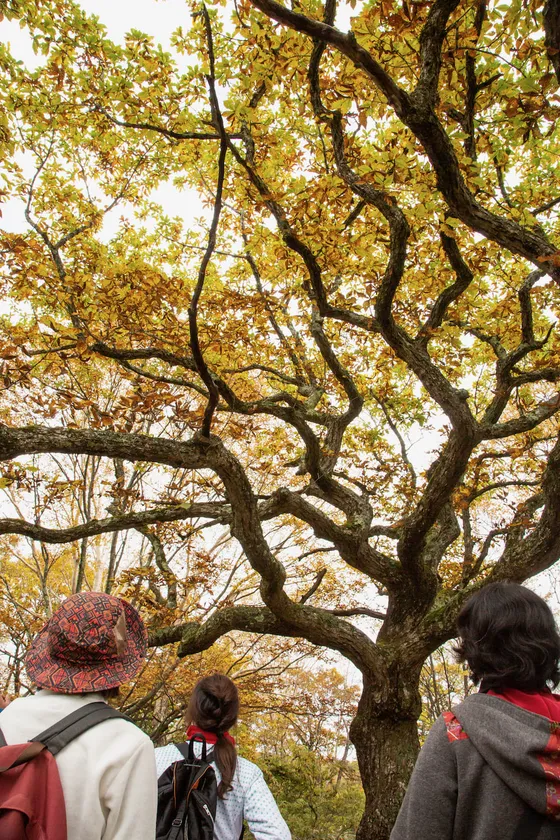 赤城白樺牧場秘密の絶景ツアー(4)