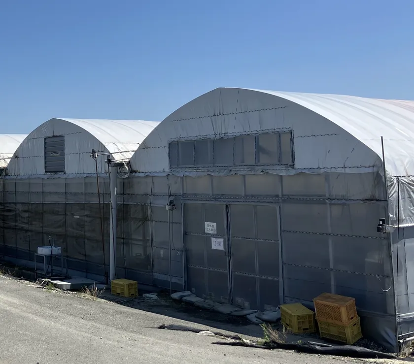 熊本農場のハウス施設