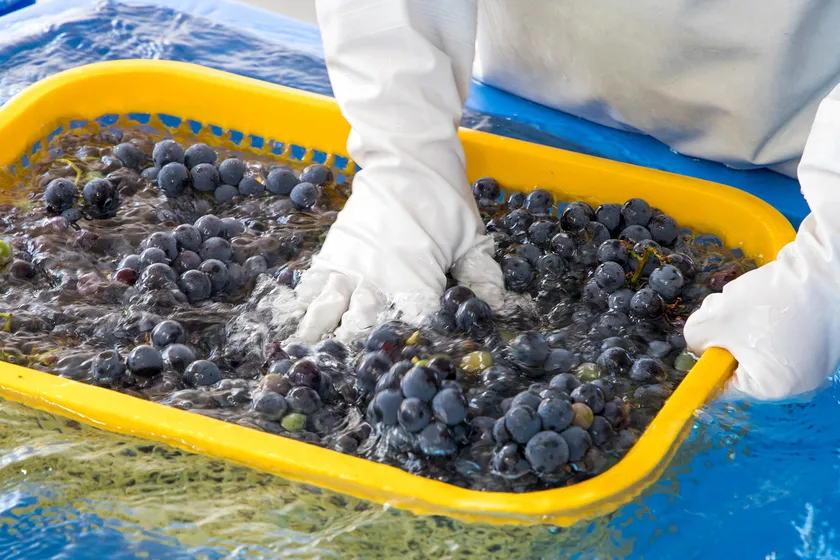 赤ぶどうの仕込みの準備風景