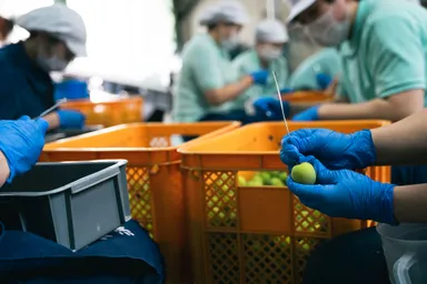 梅酒に漬け込む梅の実のへた取り作業風景