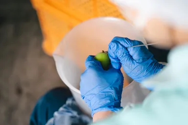 手作業でひとつひとつヘタを取る