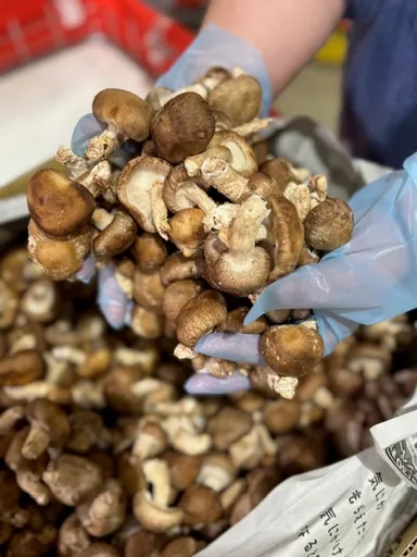 すくい取り・椎茸