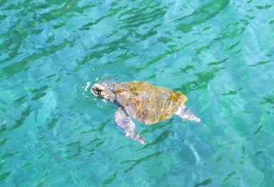 野伏港岸から見られるウミガメ