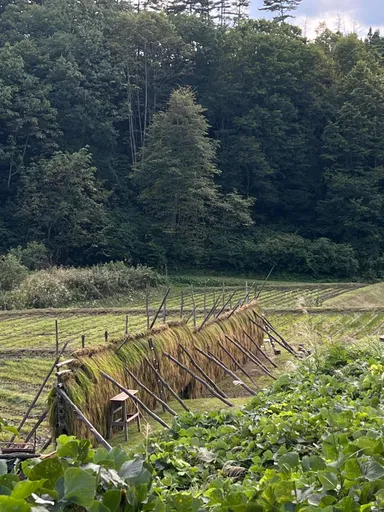 はさがけの様子(1)