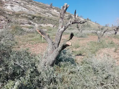 入植者により破壊されるオリーブの樹
