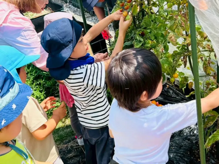 ミニトマトの収穫をする子供たち