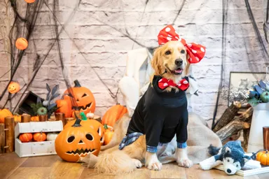 わんちゃんハロウィンフォト