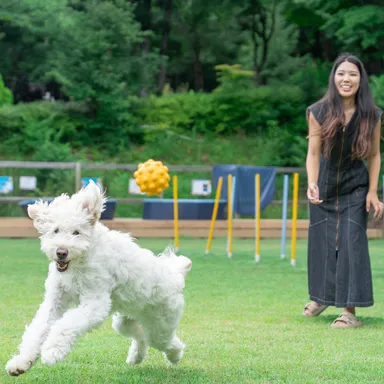 広大なドッグラン