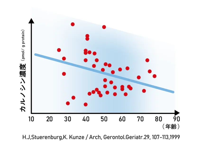 カルノシン濃度に関するグラフ