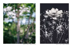 共同写真展参考作品「FLOWER」左：写真学科4年 JIA NAN、右：写真学科4年 髙橋 桃夏