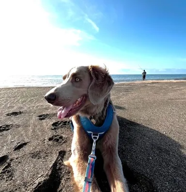 九十九里で愛犬と特別な一日を過ごそう！
