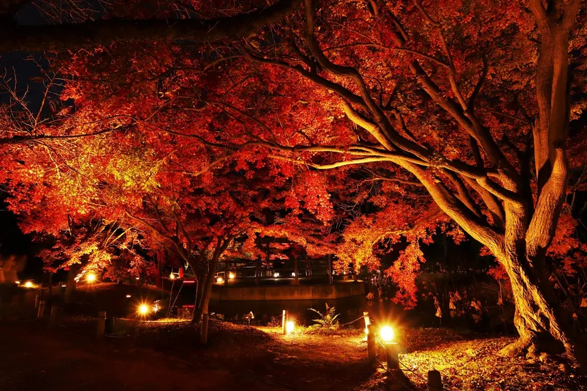 なからぎの森の池ライトアップ(昨年度)