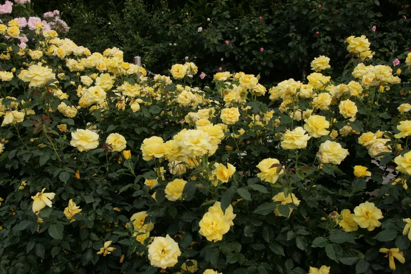 バラ(ゴールドバニー)