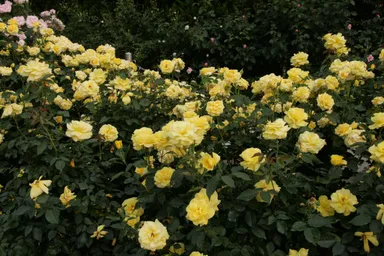 バラ(ゴールドバニー)