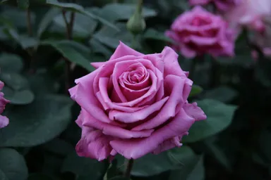 バラ(紫雲)