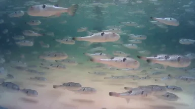 実験中のトラフグの様子