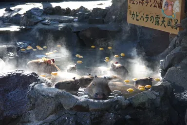 カピバラのゆず湯(6)