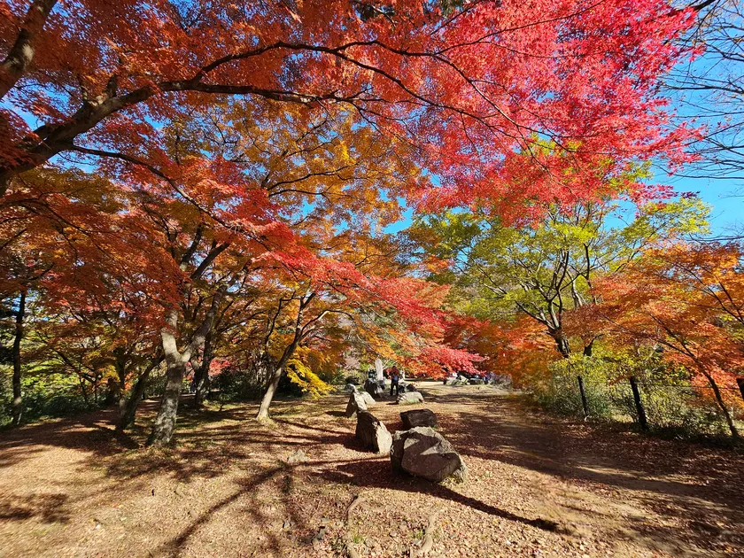 グラデーションも楽しめる