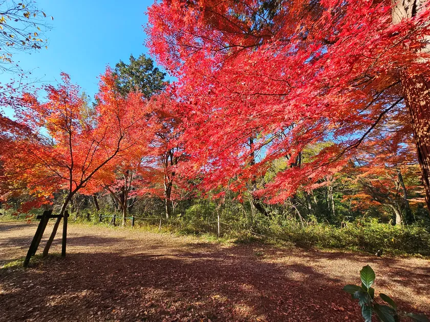 嵐山渓谷 燃えるようなモミジ