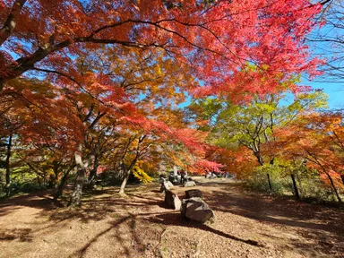 グラデーションも楽しめる