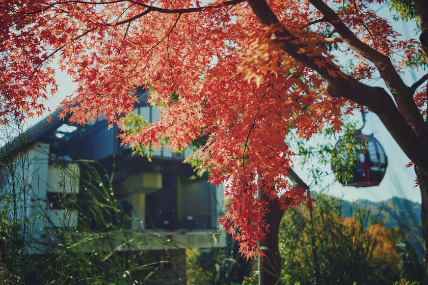 ロープウェイの車窓から眺める紅葉