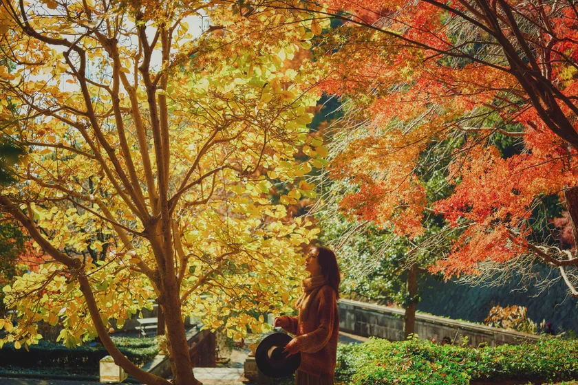 「布引の紅葉」の中で優雅に過ごす(3)