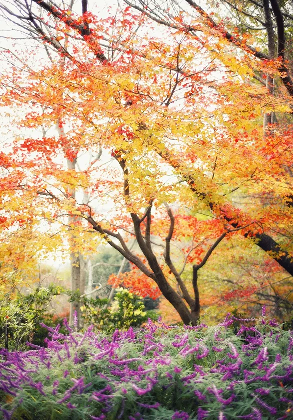 布引の紅葉がある風景(4)