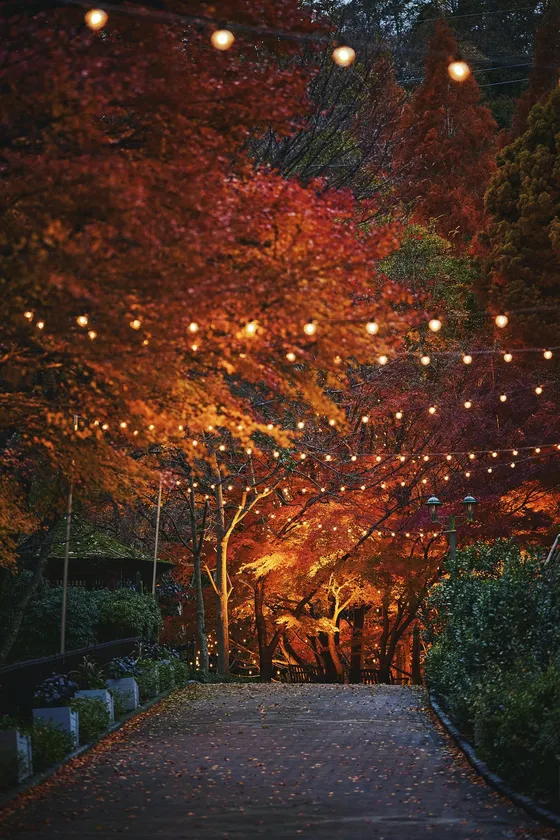ライトアップされた紅葉とクリスマスイルミネーション