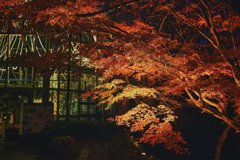 布引の紅葉&ライトアップ(2)