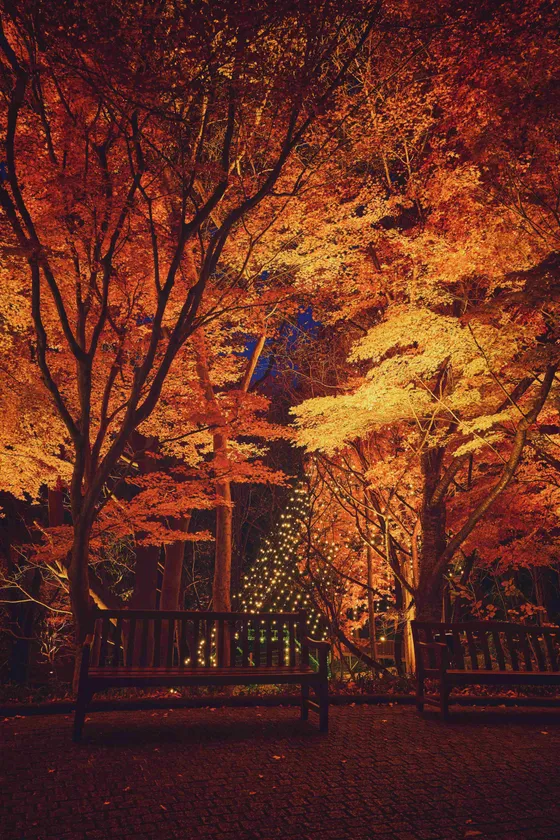 紅葉ライトアップとクリスマスイルミネーション(3)