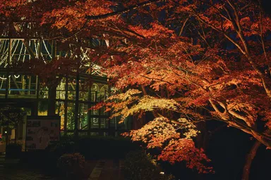 布引の紅葉＆ライトアップ(2)