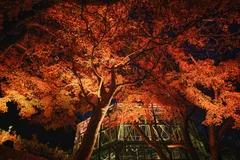 布引の紅葉＆ライトアップ(1)