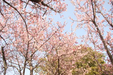 伊豆四季の花公園4