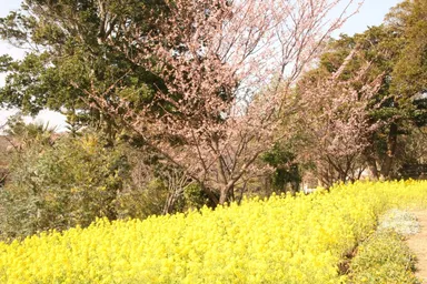 伊豆四季の花公園7