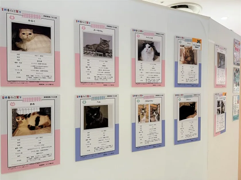 ネスタ猫の会 パネル譲渡会展示