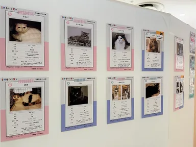 ネスタ猫の会 パネル譲渡会展示