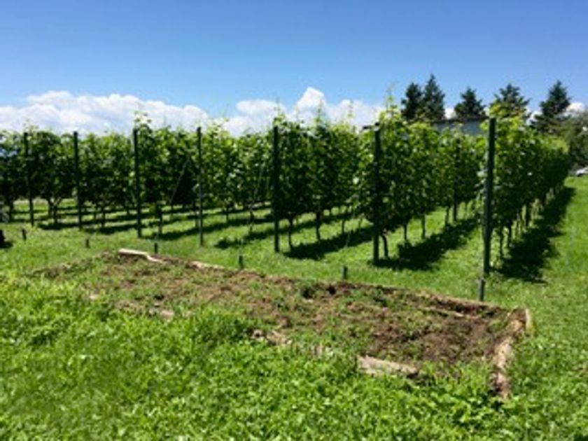 NPOの小さな挑戦！ワインになる前の、特別なひとしずく
「自家畑メルロー100％ぶどうジュース」11/5試飲会開催