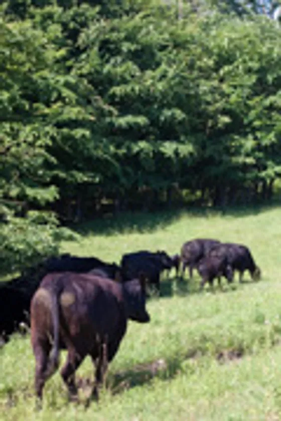 肉、野菜、卵など、食材も生産者から直接仕入れるようにしています。