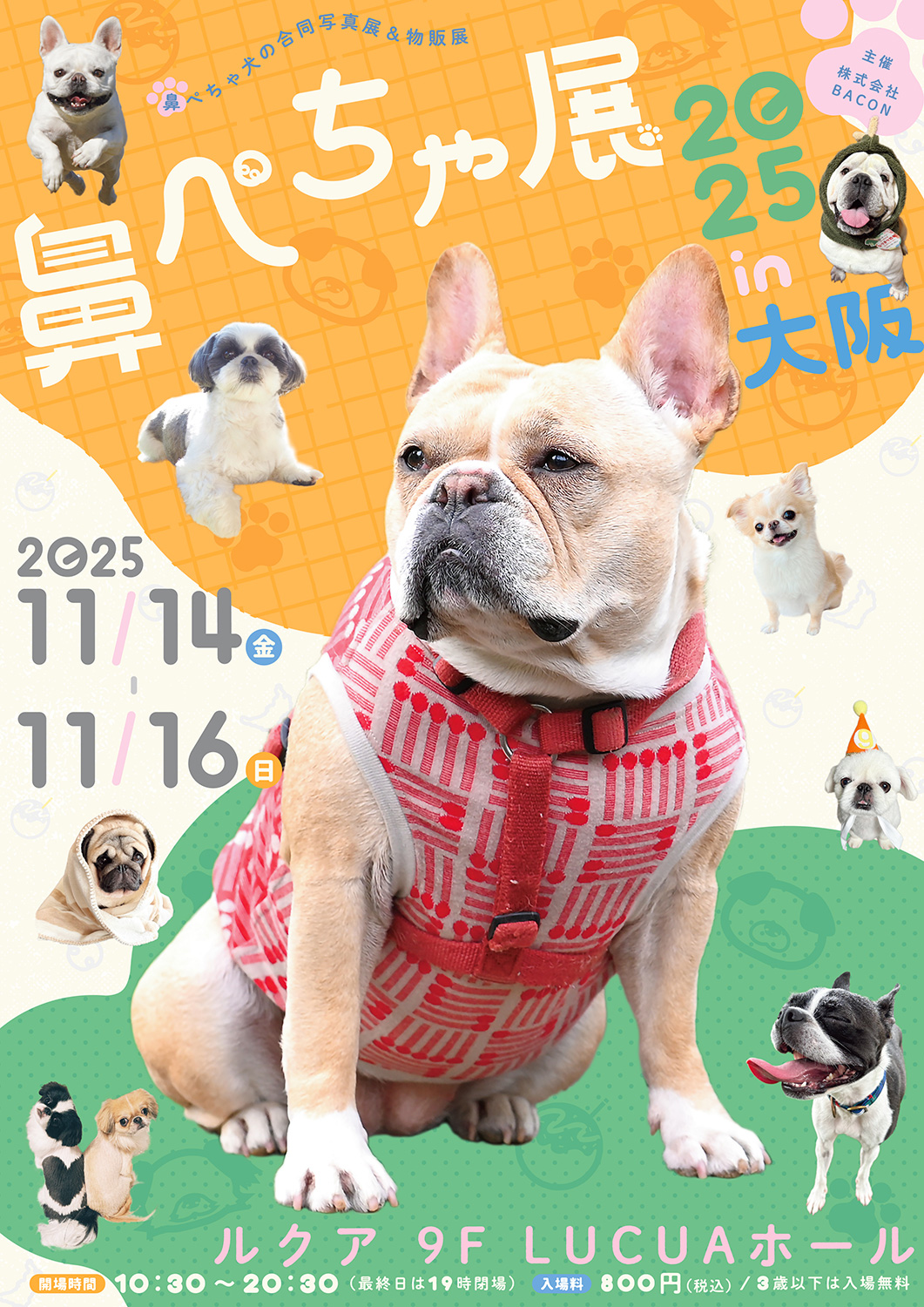 祝・10周年♪ぶひ可愛い“鼻ぺちゃ犬”が大阪に集結 「鼻ぺちゃ展」11/14