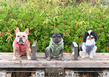 鼻ぺちゃ展 展示作品：はなぺちゃトリオ