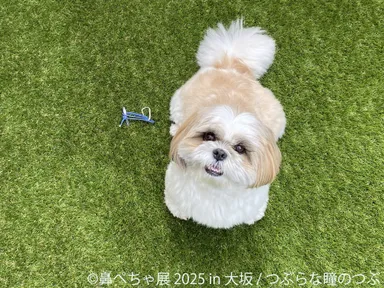 鼻ぺちゃ展 展示作品：つぶらな瞳のつぶ