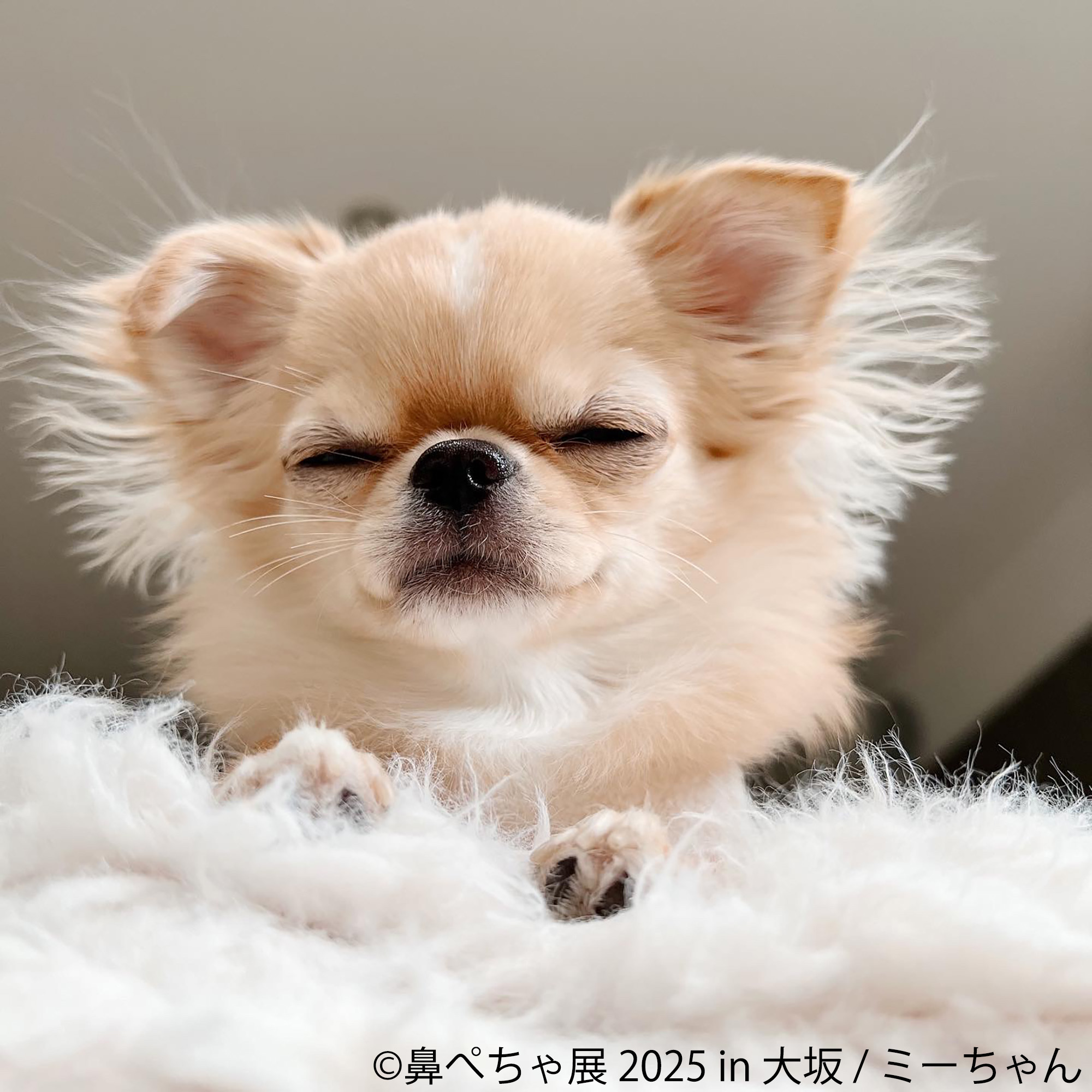 祝・10周年♪ぶひ可愛い“鼻ぺちゃ犬”が大阪に集結 「鼻ぺちゃ展」11/14