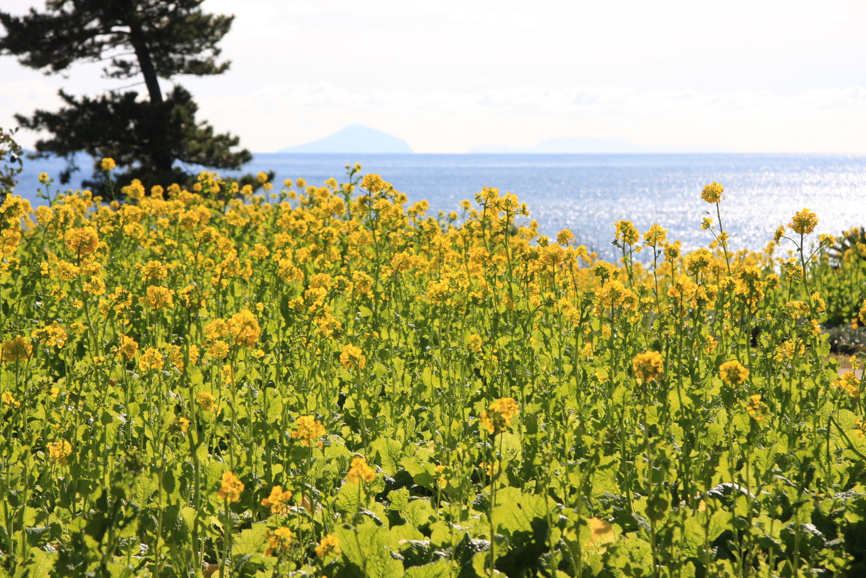 伊豆四季の花公園 早咲き 菜の花 見頃のお知らせ 伊豆シャボテン公園グループのプレスリリース