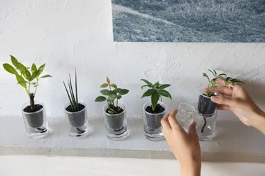 炭の樹お手入れイメージ