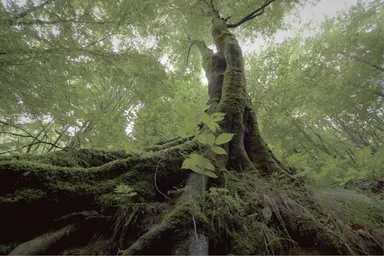 「良樹細根・大樹深根」