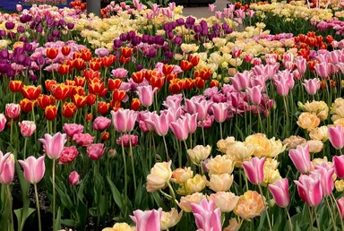 きれいに咲いたチューリップの様子