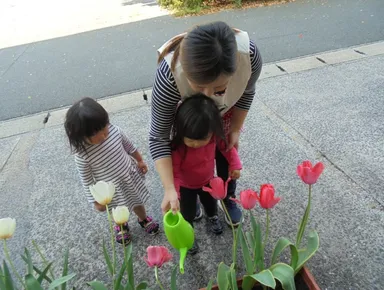 チューリップにお水をやる親子