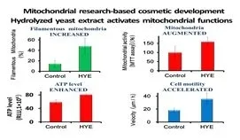 毛乳頭細胞エネルギー増加