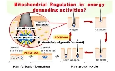 ミトコンドリア調節が関与